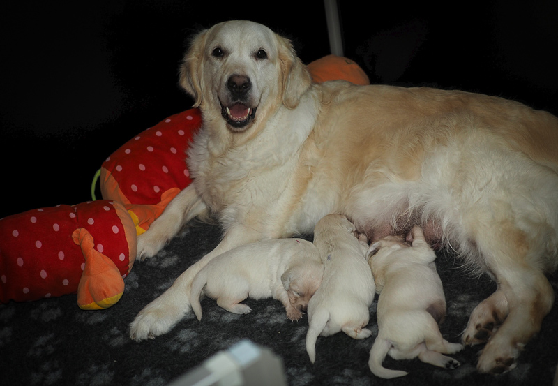 Kildespring Born This Way Hundemutter