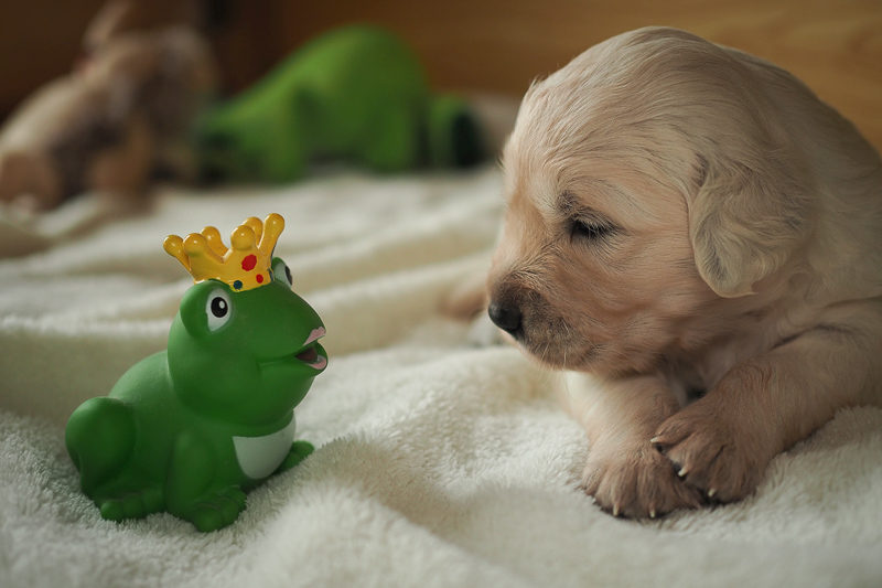 Welpe mit Frosch