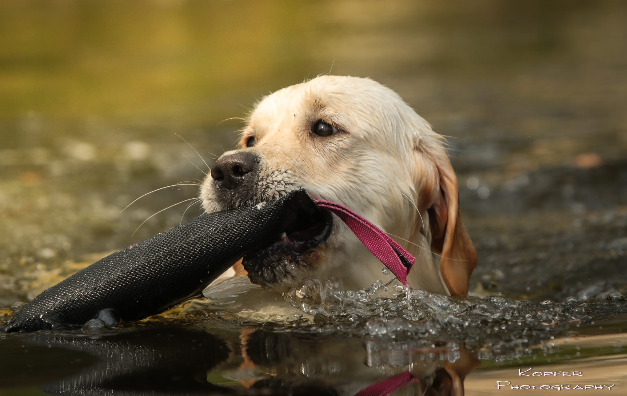 Unser Teich Jeppedys Golden Retriever
