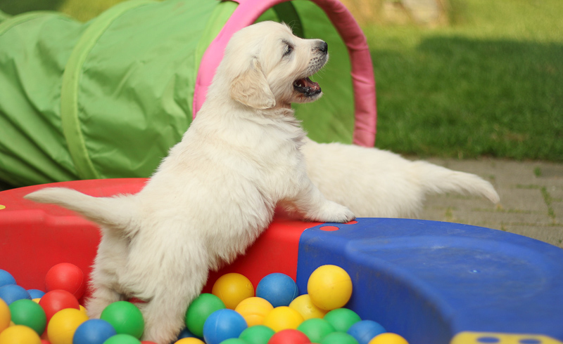 Golden Retriever Welpen beim Züchter