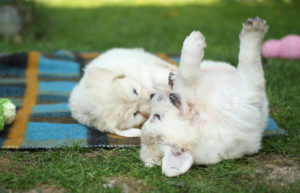 Spielende Golden Retriever Welpen