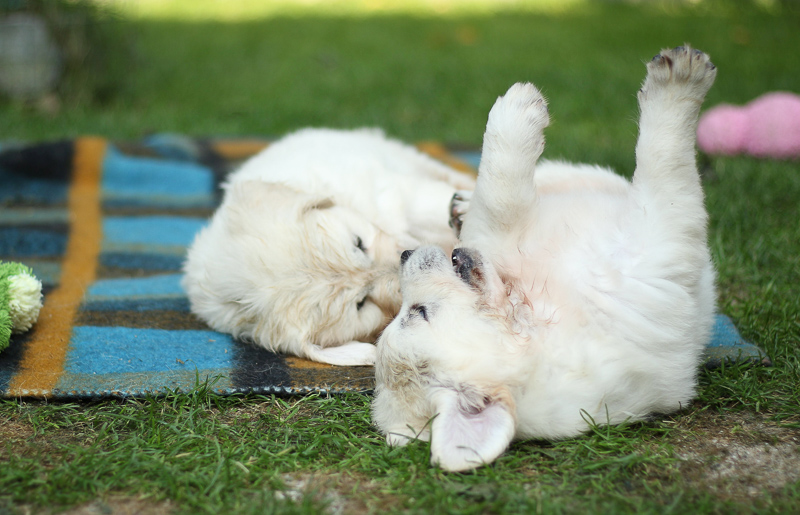 Spielende Golden Retriever Welpen