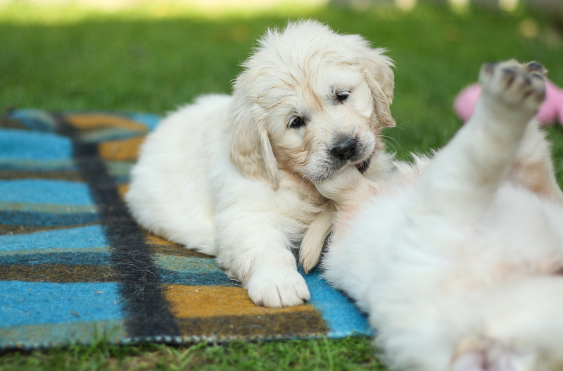 Golden Retriever Welpe spielt