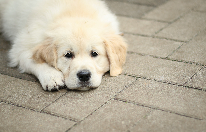 Golden Retriever Welpe acht Wochen alt