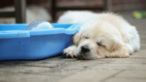 Golden Retriever Welpen vor der Abgabe