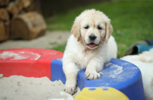 Welpenabgabe Golden Retriever