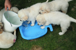 Welpen spielen mit Wasser