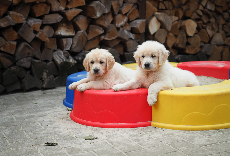 Golden Retriever Welpe vom Züchter geplanter Wurf