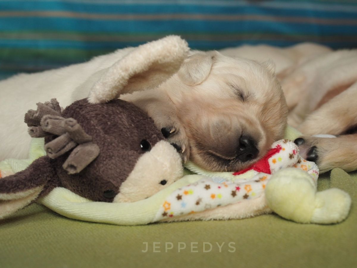 Golden Retriever F Wurf