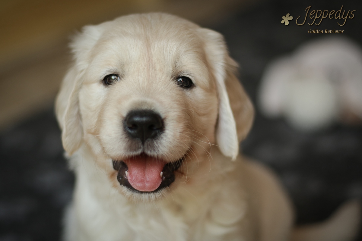 Golden Retriever Welpenbild Kopf