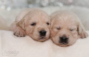 F Wurf Welpengeschwister