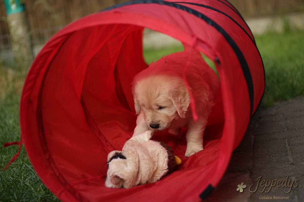 Golden retriever Welpentunnel