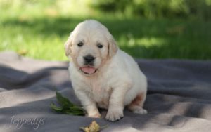 Kleiner Golden Retriever Rüde