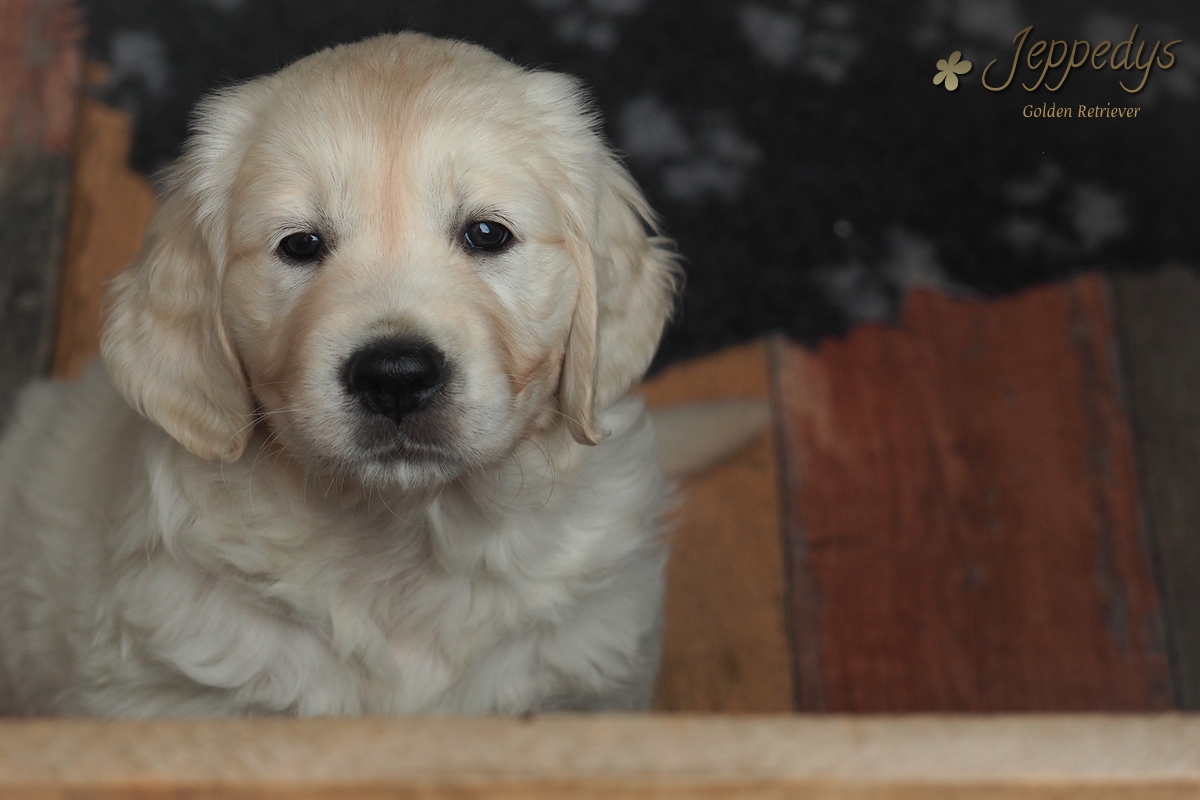 Golden Retriever Kopfbild Welpe
