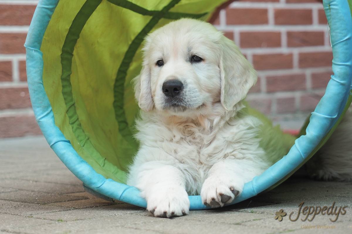 Golden Retriever Welpe