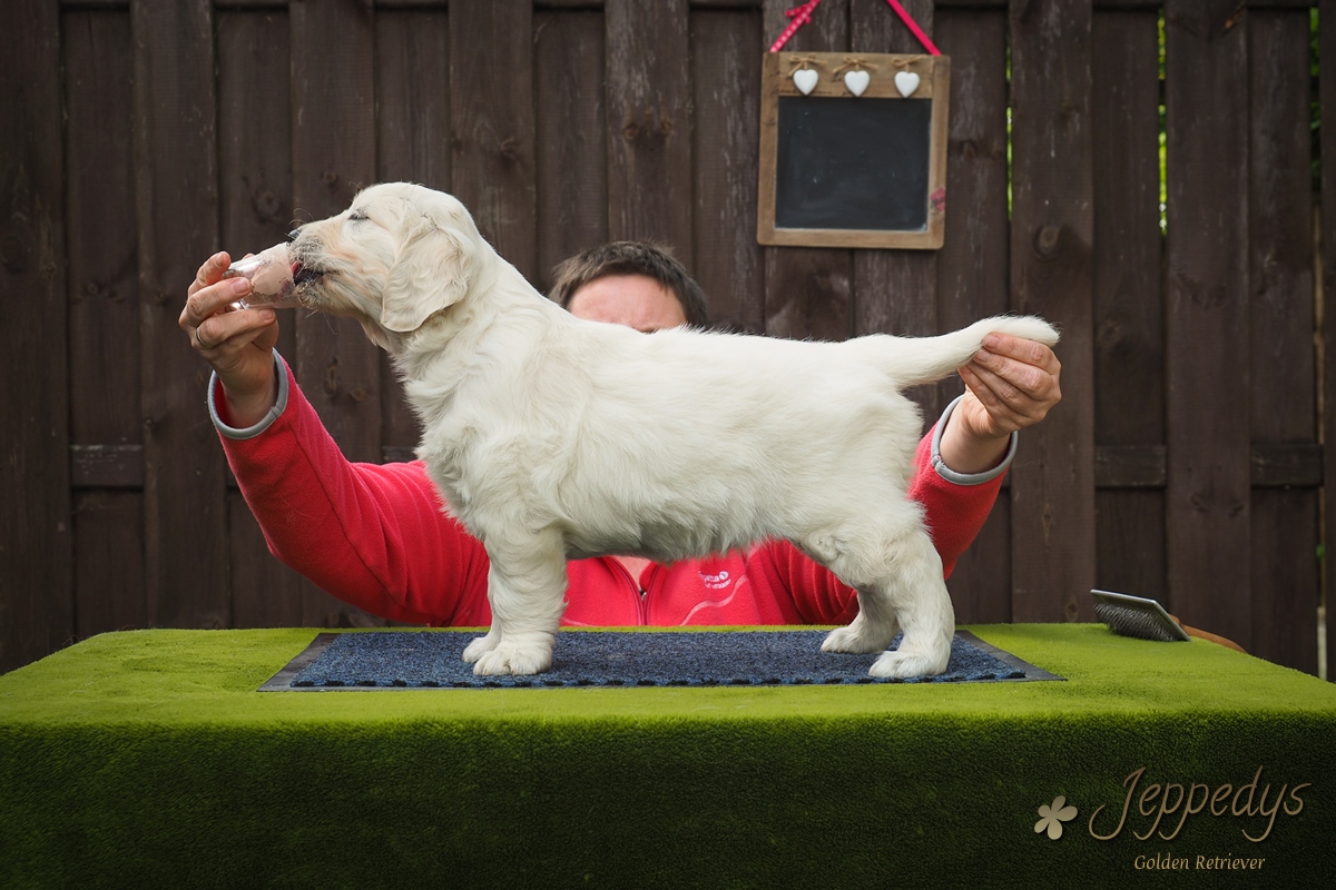 Golden Retriever Hündin Stehfoto Welpe