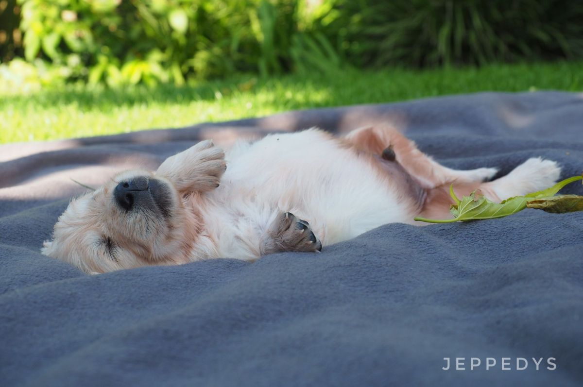 Schlafender Golden Retriever Welpe