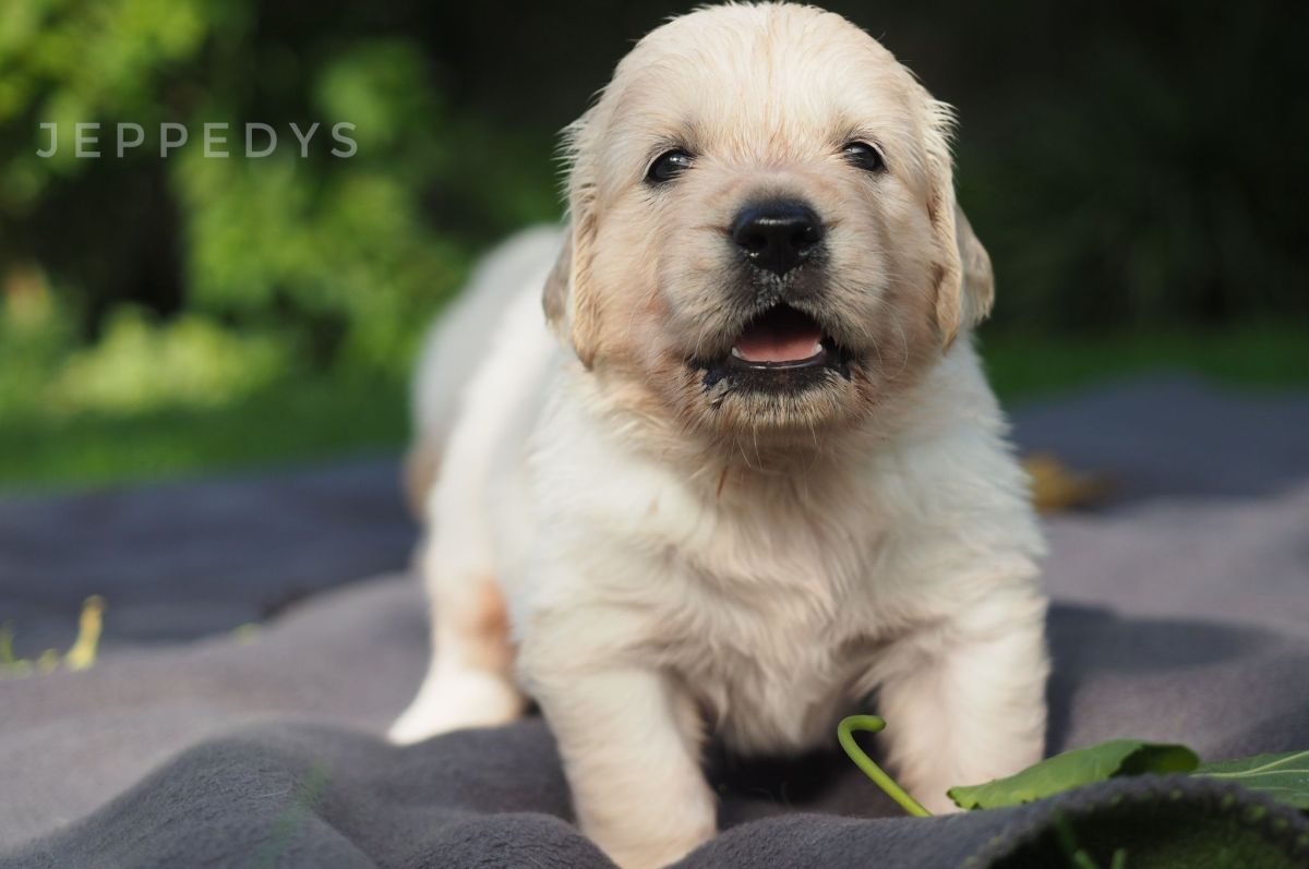 F-Wurf Golden Retriever Welpe im Garten