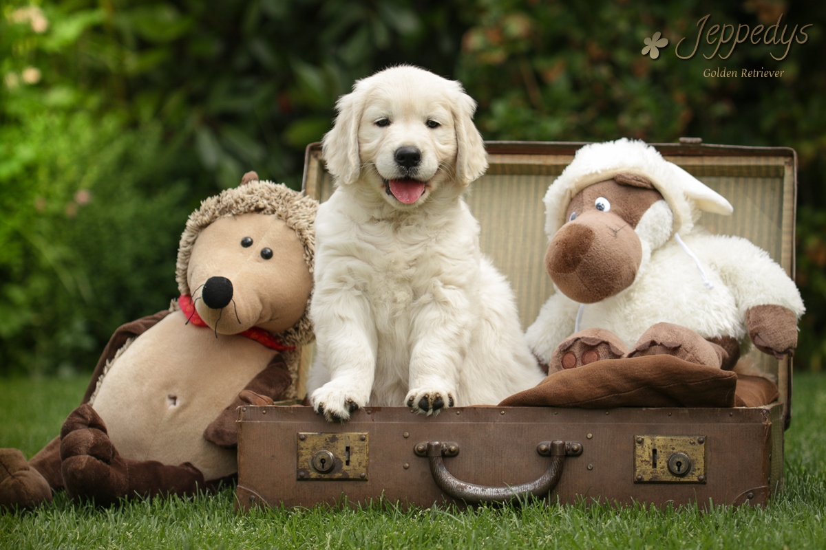 Golden Retriever Welpenportrait im Koffer