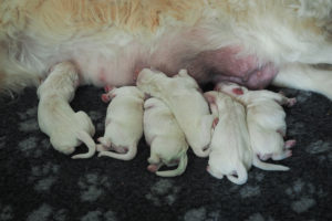 Golden Retriever Welpen H Wurf