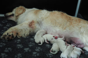 Golden Retriever H Wurf erste Woche