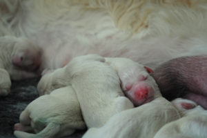 Zufriedene Golden Retriever Welpen