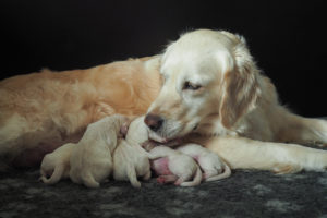 Golden Retriever Hündin mit neugeborenen Welpen