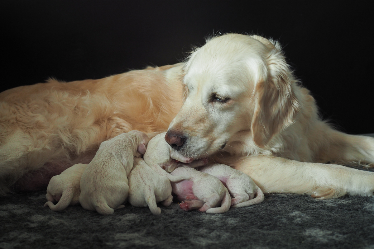 Golden Retriever Hündin mit neugeborenen Welpen