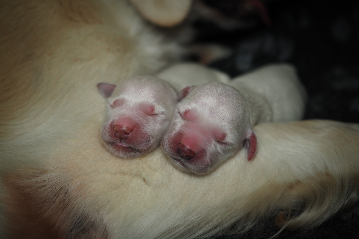 Golden Retriever Welpen Geschwister H Wurf