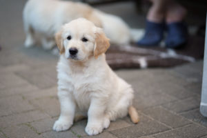 Retriever Welpe vor der Abgabe