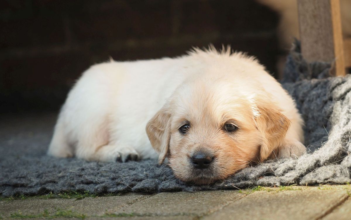 Golden Retriever Welpe F-Wurf