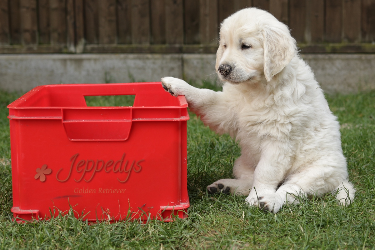Golden Retriever Welpe mit Kiste