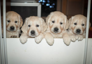 Welpengeschwister Retriever