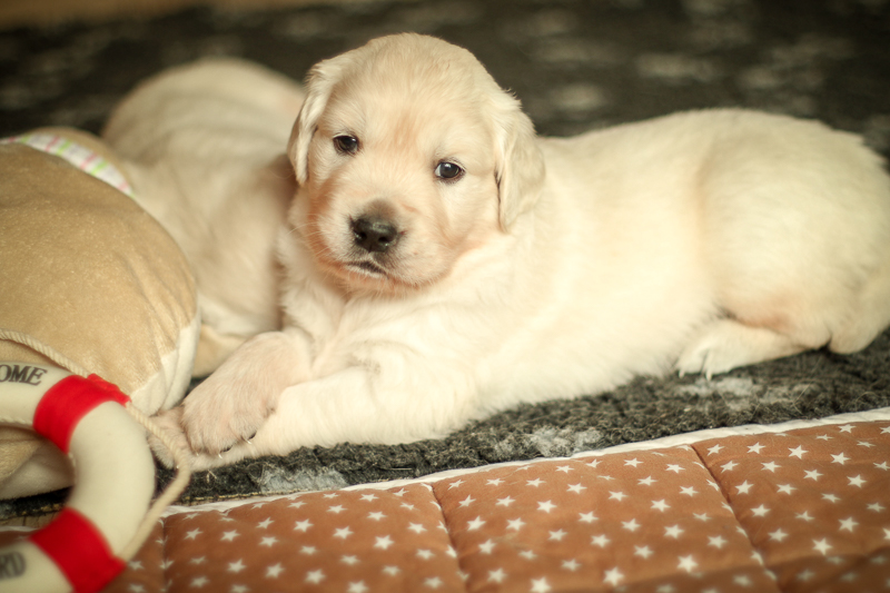 Golden Retriever Welpenportrait