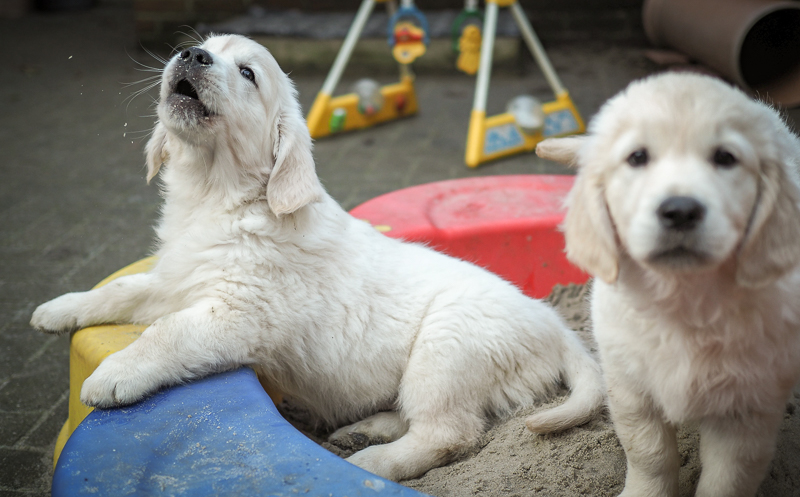 Golden Retriever Welpe G-Wurf