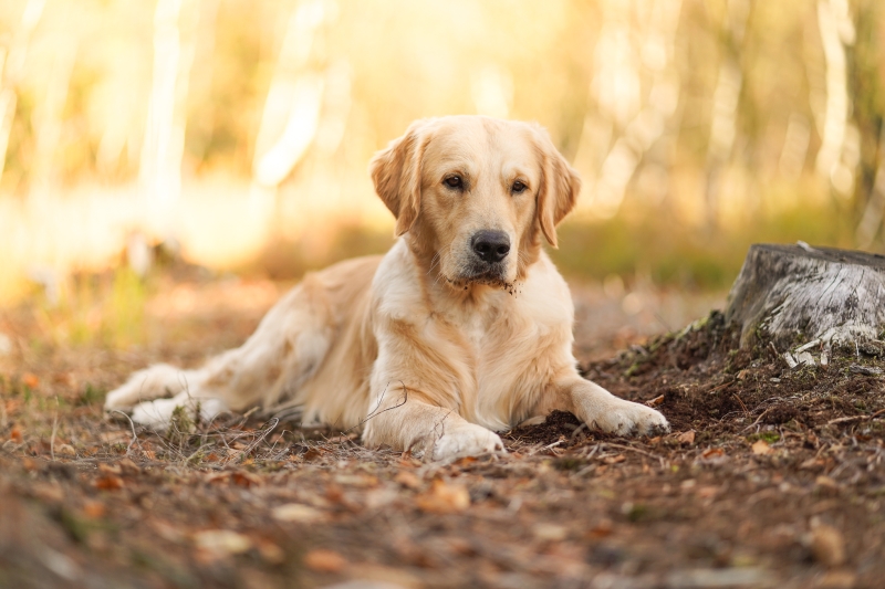02_Golden Retriever Rüde Hygge