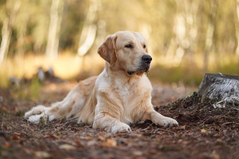 03_Golden Retriever Rüde Hygge