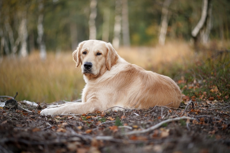 04_Golden Retriever Rüde Hygge