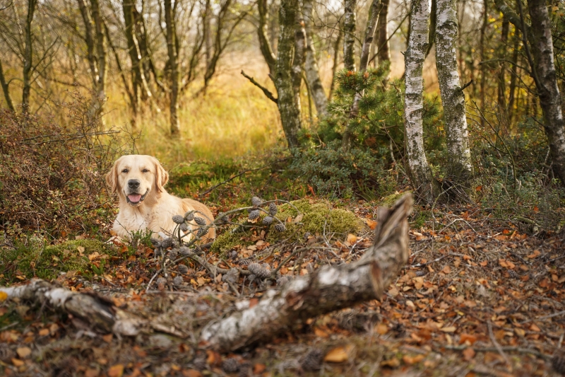 06_Golden Retriever Rüde Hygge