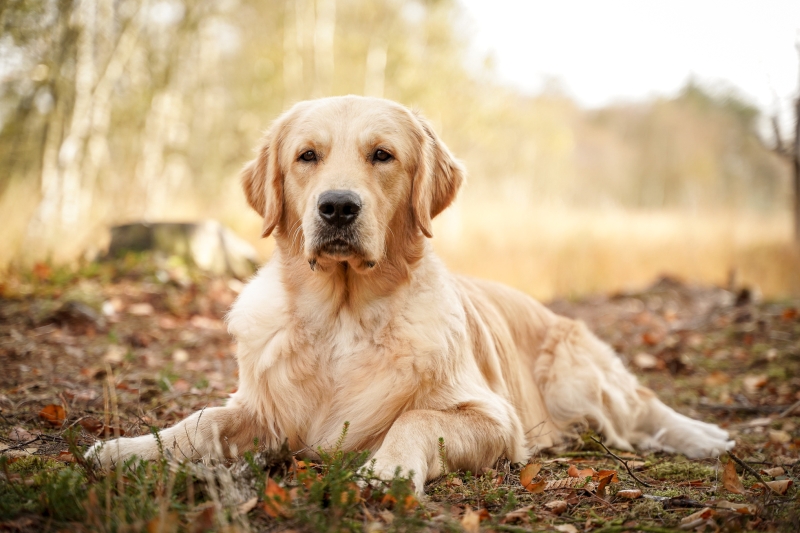 07_Golden Retriever Rüde Hygge