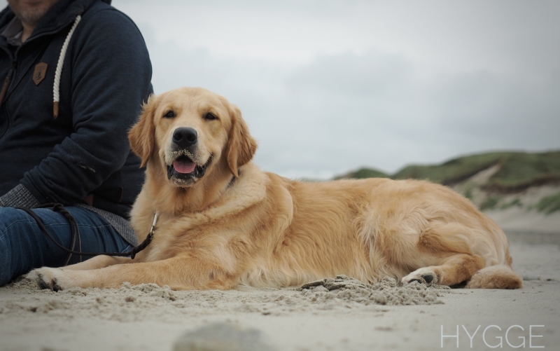09_Golden Retriever Rüde Hygge