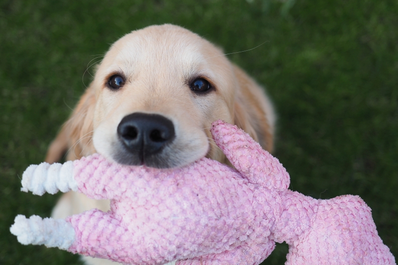 10_Golden Retriever Rüde Hygge