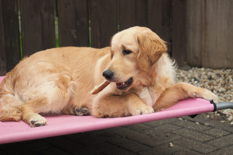 11_Golden Retriever Rüde Hygge