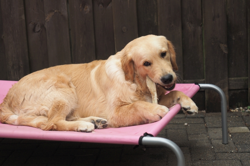 12_Golden Retriever Rüde Hygge