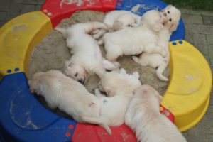 Golden Retriever Geschwister im Sandkasten