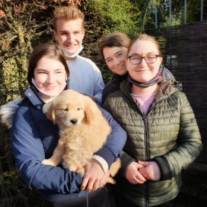 Golden Retriever Welpe zieht aus