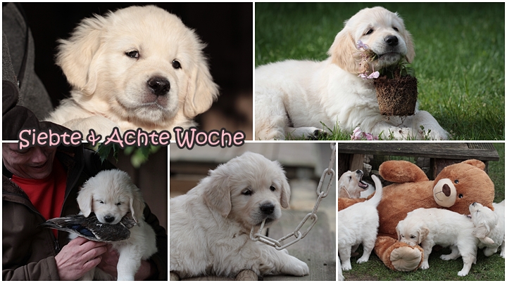Welpenprägung Golden Retriever Wurf