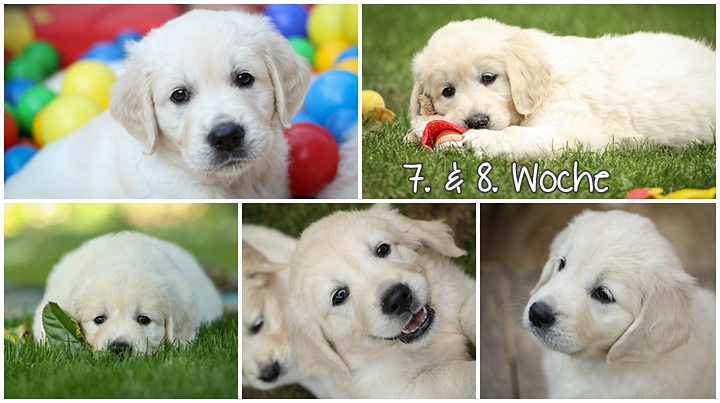 Welpenprägung Golden Retriever Wurf