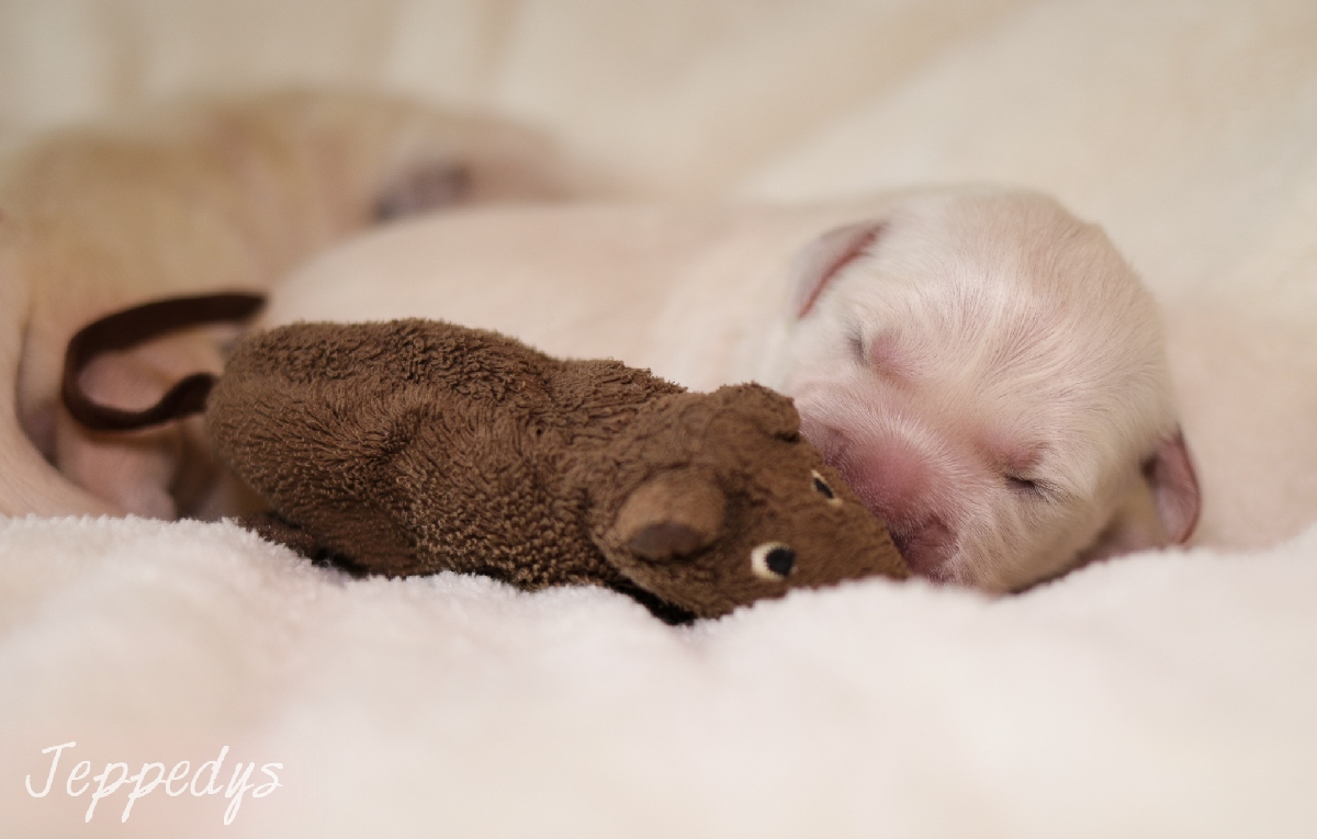 Welpe mit Stoffmaus