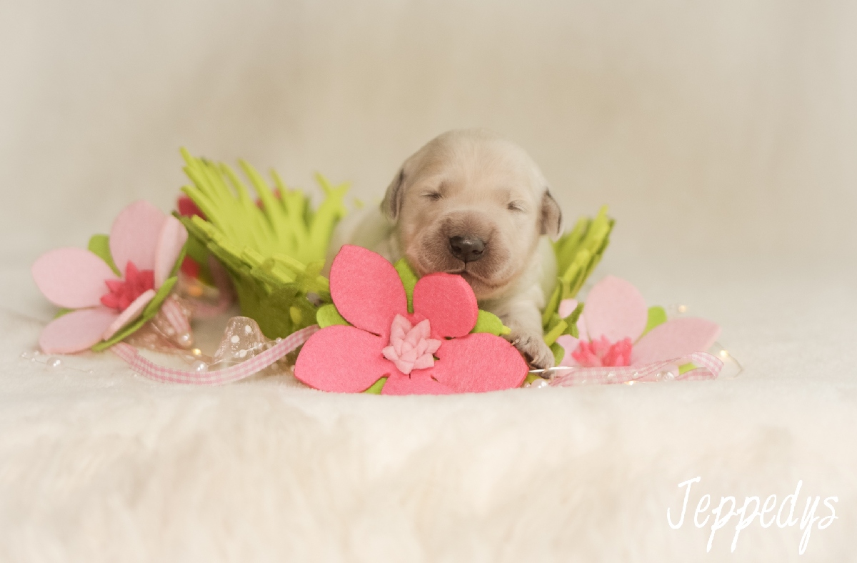 Golden Retriever Welpe erste Lebenswoche